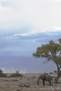 Afrikaanse Olifant, African Elephant, Loxodonta africana Royalty Free Stock Photo