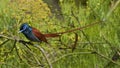 Afrikaanse Paradijsmonarch, African Paradise-Flycatcher, Terpsiphone viridis