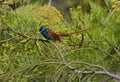 Afrikaanse Paradijsmonarch, African Paradise-Flycatcher, Terpsiphone viridis Royalty Free Stock Photo