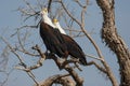 Afrikaanse Zeearend, African Fish Eagle, Haliaeetus vocifer Royalty Free Stock Photo