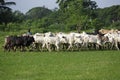 Afrikan cattle between green palms Royalty Free Stock Photo