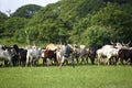 Afrikan cattle between green palms Royalty Free Stock Photo