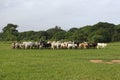 Afrikan cattle between green palms Royalty Free Stock Photo