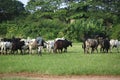 Afrikan cattle between green palms Royalty Free Stock Photo