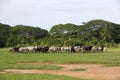 Afrikan cattle between green palms Royalty Free Stock Photo