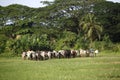 Afrikan cattle between green palms Royalty Free Stock Photo