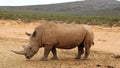 Afrikan Rhinos