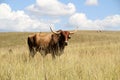 Colored landscape photo of a Afrikaner bull with long horns in the Drakensberg-mountain-area.