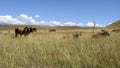 Colored landscape photo of Afrikaner cattle in the Drakensberg-mountain-area.