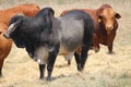 Afrikaner cows Royalty Free Stock Photo