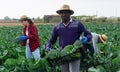 Afro american farmer picking organic broccoli in crates
