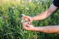 Afro american man is gathering cotton in the field. Hands holding plant. Fashion industry consumerism. Low paid slave work.