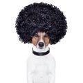 Afro look hair dog funny Royalty Free Stock Photo