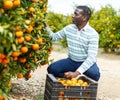 Afro male farmer picking mandarins