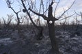 The Aftermath of Bushfires in Australia Royalty Free Stock Photo