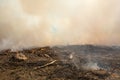 Aftermath from a controlled burn Royalty Free Stock Photo