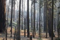Aftermath of Fire in Forest with Burned Tree Grove Royalty Free Stock Photo
