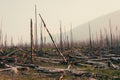 Aftermath of a fire with standing dead trees and fallen logs on the ground Royalty Free Stock Photo