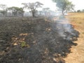 Aftermath of forest destroyed by bush fire.. Royalty Free Stock Photo