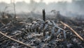 Aftermath of Forest Fire with Charred Remains and Smoke Royalty Free Stock Photo