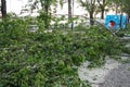 Aftermath of the hurricane July 19, 2023 Sremska Mitrovica, Serbia. Broken trees, mess on the streets. Broken branches, bent