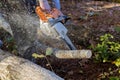 During the aftermath of a hurricane, a woodcutter sawed down trees in the forest with a hand chainsaw Royalty Free Stock Photo