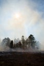 Aftermath from a prescribed fire Royalty Free Stock Photo