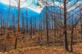 Aftermath of 2015 Reynolds Creek Wildland Forest Fire Glacier National Park