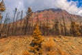 Aftermath 2015 Reynolds Creek Wildland Forest Fire Glacier National Park