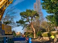 In the aftermath of Storm Arwen a scots pine tree is removed by separating the crown and lifting with a crane Royalty Free Stock Photo