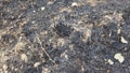 Aftermath of wildfire impact on forest ground texture and scorched earth pattern. Burnt grass, aftermath of a fire. Burnt field, Royalty Free Stock Photo