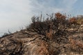 Aftermath of the Woolsey fire at the El Matador State Beach in Malibu Royalty Free Stock Photo