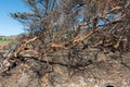 Aftermath of the Woolsey fire at the Nicholas Canyon Beach in Malibu Royalty Free Stock Photo