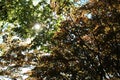 Autumn sunlight through leaves in a forest Royalty Free Stock Photo