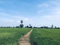 Green Leave and Blue Sky Royalty Free Stock Photo