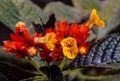 Afternoon bell flower blooms in yelow an red