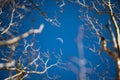 Crescant Moon Against Blue Sky Surrounded by Trees