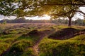 Afternoon at Dwingelderveld Royalty Free Stock Photo