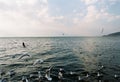 Sea mews flying on the water surface in Erhai, China Royalty Free Stock Photo