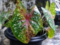 In the afternoon, Fresh caladium bicolor plant where some of the leaves are dry due to the sun