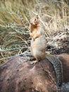 Ground Squirrel Portrait in the Grand Canyon Royalty Free Stock Photo