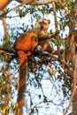 Afternoon lemur Kirindy Royalty Free Stock Photo