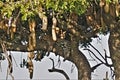 Afternoon leopard sleep. A leopard sleeps on a thick branch of sausage wood.