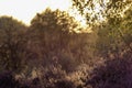 Afternoon light on forest meadow in early autumn