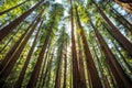 Afternoon Light on the Redwoods, Jedediah Smith State Park, Redwoods National Park, California