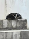 Afternoon Nap of the stray cat face hidden from the hot sunny weather Royalty Free Stock Photo