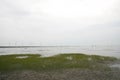 Afternoon nature landscape of Gaomei Wetlands