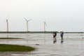 Afternoon nature landscape of Gaomei Wetlands