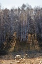 Afternoon sun backlit autumn bare birch tree forest