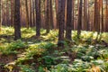 Afternoon sun beams in pine tree forest, Valsain, Segovia, Spain.